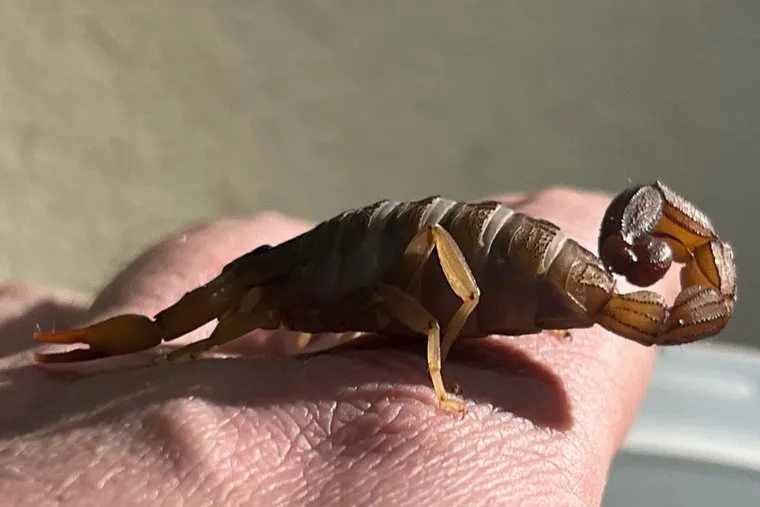 Скорпионы и жуки. Курган