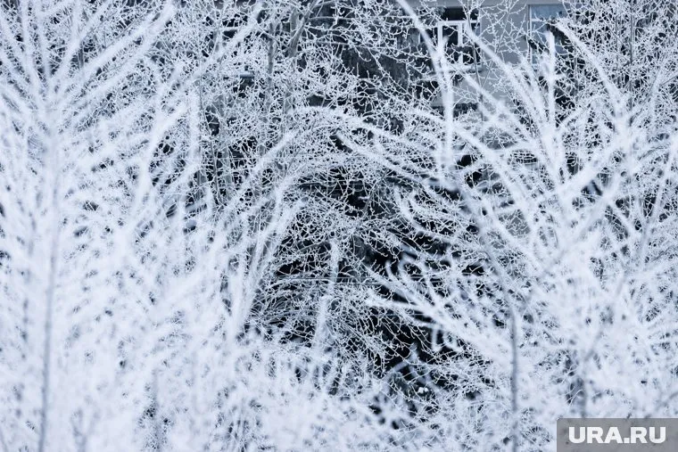 В мэрии заявили, что деревья высаживают в соответствии с проектом строительства