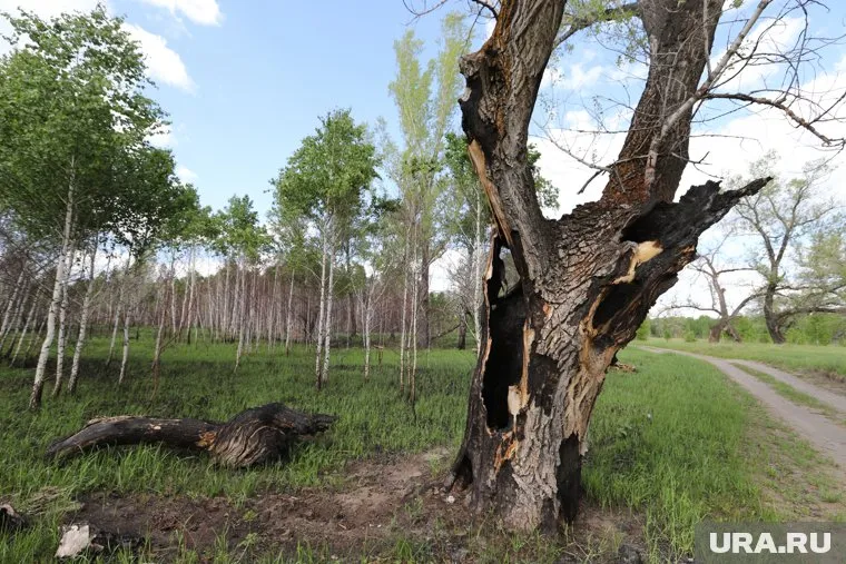 Большинство высаженных деревьев, по данным местного блогера, не выжили (архивное фото)
