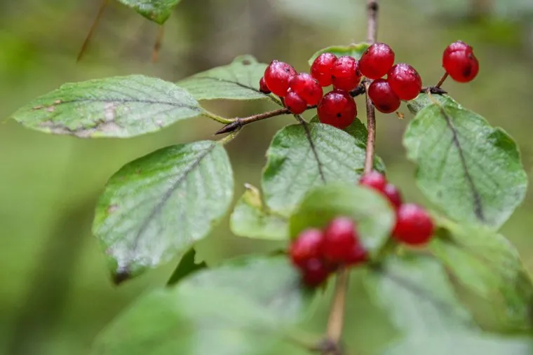 Обсуждение биатлонного центра на Московском тракте. Екатеринбург