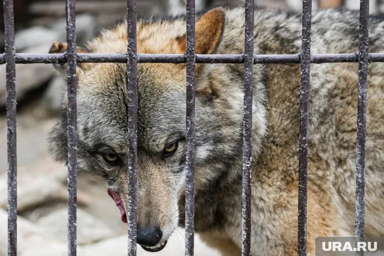 Возле курганского курорта волка напал на людей