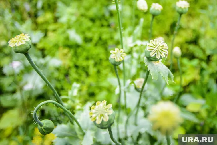 Каким будет новый приговор, решит краевой суд