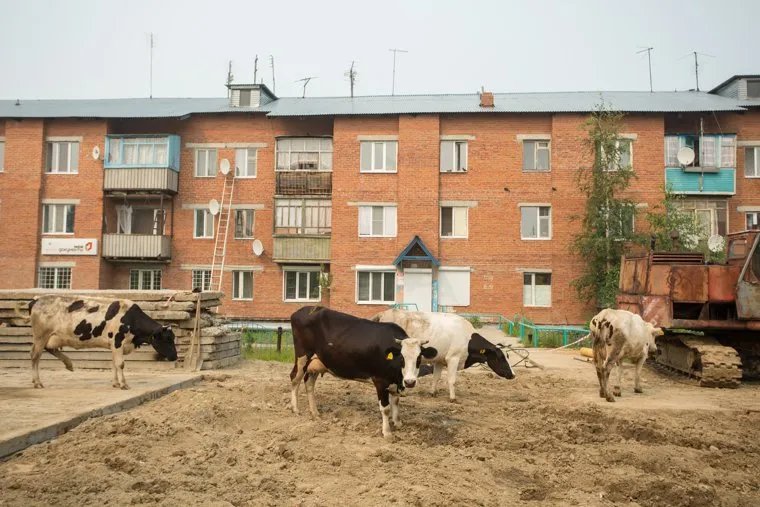 Локосово. Сургутский район, коровы, домашний скот, село, локосово