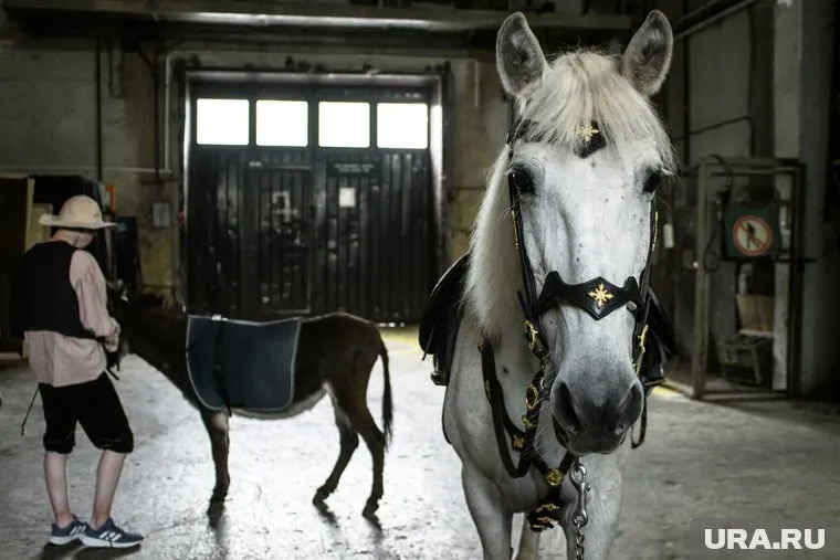 На Ямале применят метод иппотерапии