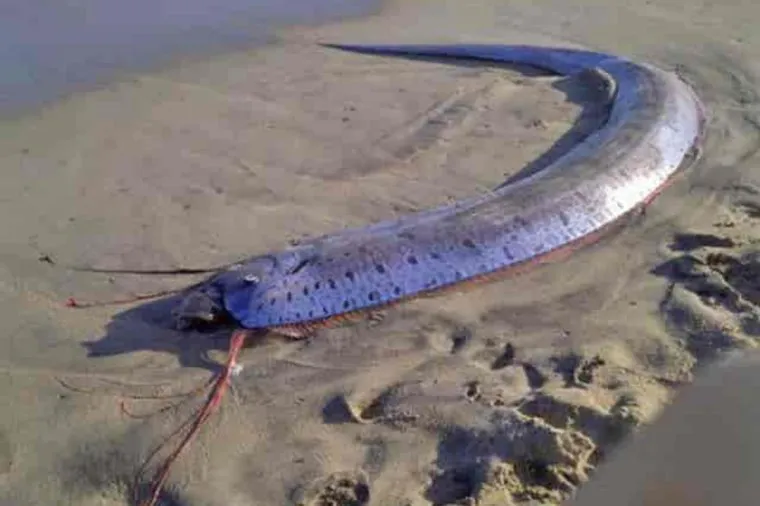 Cельдяной король. Stock