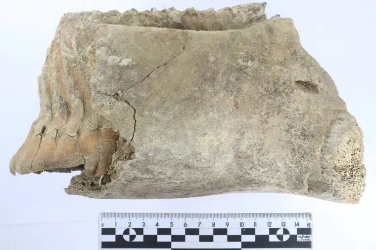 В Нижнем Новгороде нашли древний зуб молодого мамонта