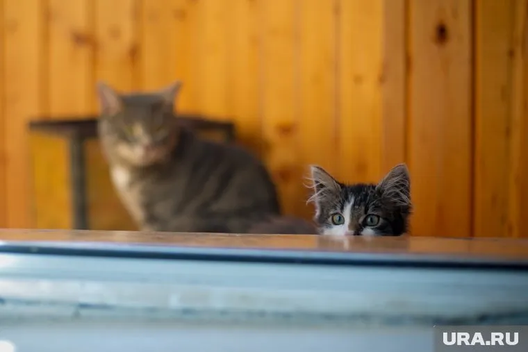 Кошки получили травмы по время перелета