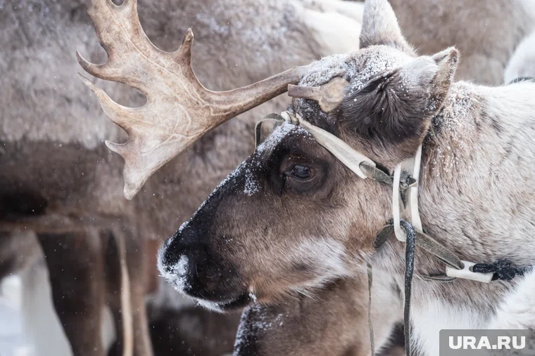 Ямальской оленины станет еще больше 