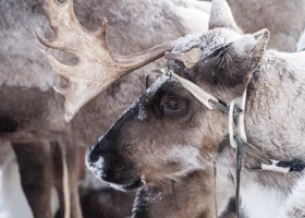 Забой домашних оленей в ЯНАО становится на поток 