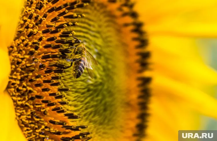 Цены на масло подсолнечника на внутреннем рынке будут на «стабильном уровне», считает Сизов