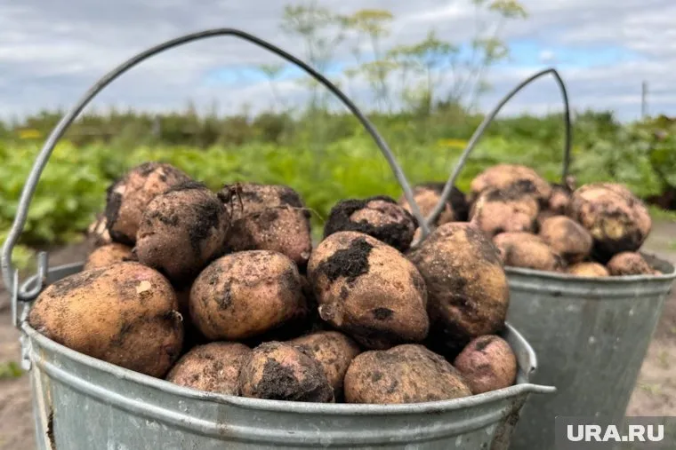 Фермеры Магнитогорска считают, урожай картофеля останется на прежнем уровне