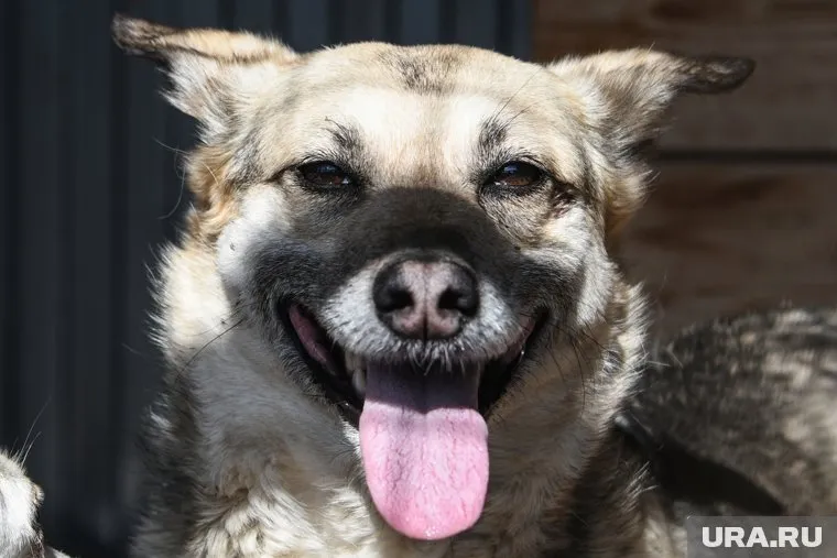 Полицейские из Кургана уже четыре месяца служат на Северо-Кавказе (архивное фото)