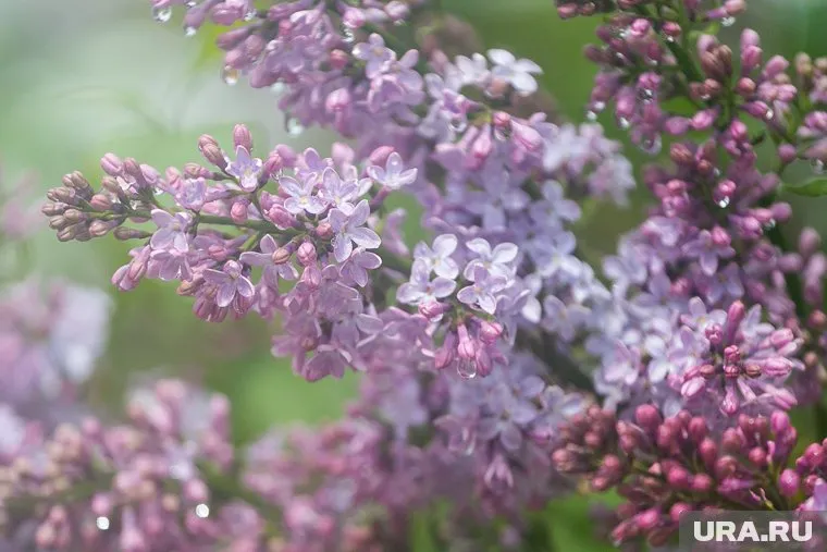 Метеорологи: погоду в Пермском крае сформирует ложбина с холодным фронтом