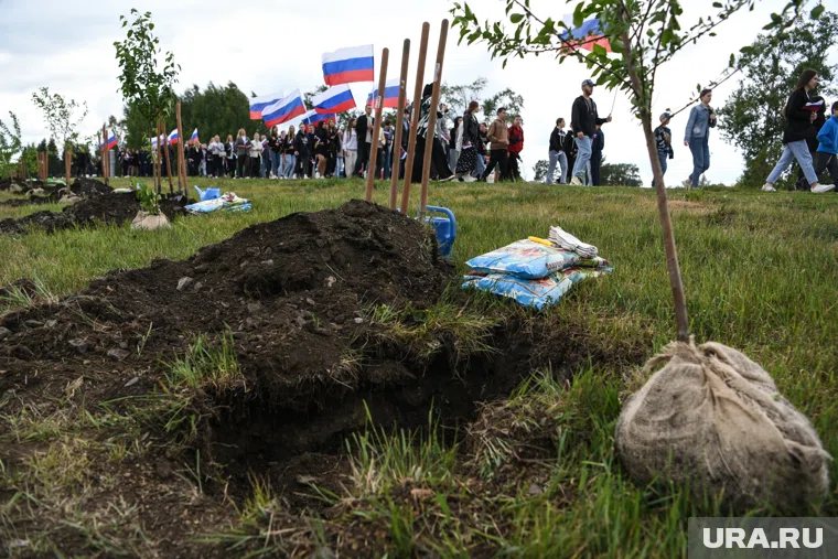 Деревья испортили спустя неделю после их посадки