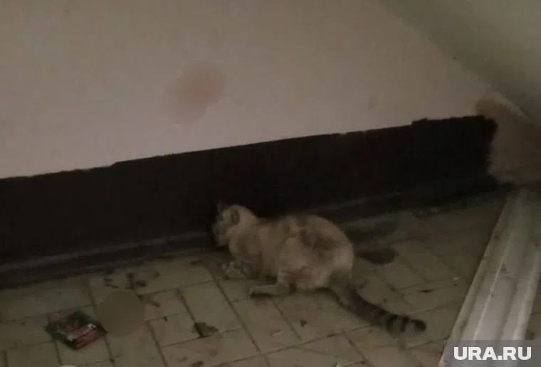 Кошку нашли в подъезде с травмой головы