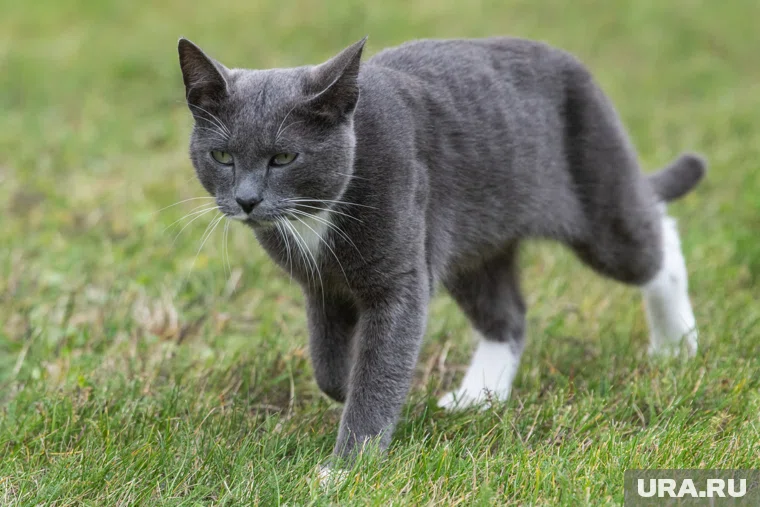 Кот был «мобилизован» прямо с улицы (архивное фото) 