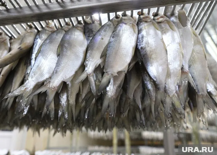 Из Кургана отправили тонну пеляди военным на передовую