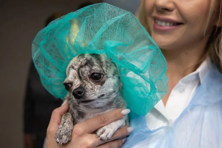 Открытие производства косметических средств для домашних животных. Екатеринбург