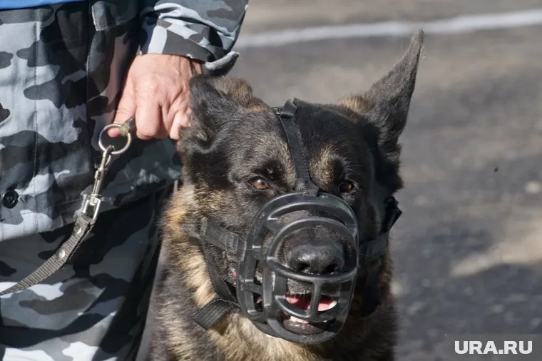 В Пермском институте ФСИН прошла выбраковка собак