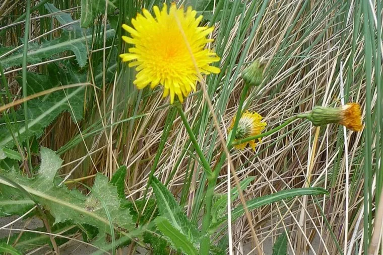 Осот полевой. Stock