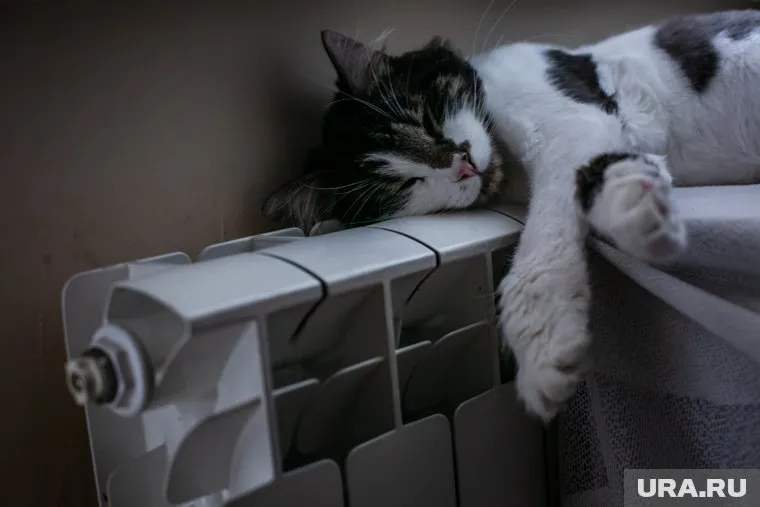 На содержание кота у хозяев не хватает средств