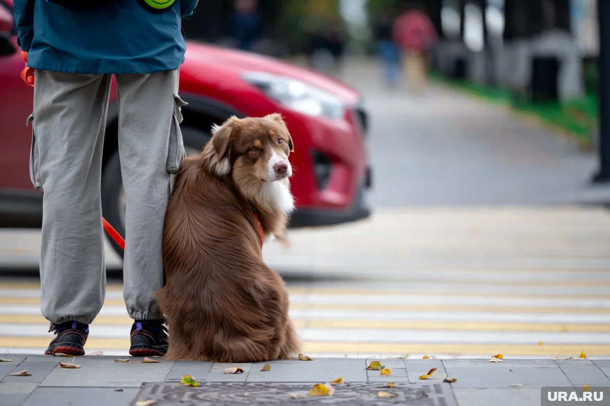 Из Прикамья за границу вывезли 230 собак
