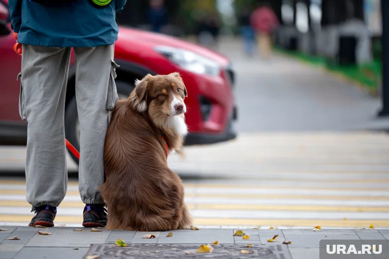 Из Прикамья за границу вывезли 230 собак