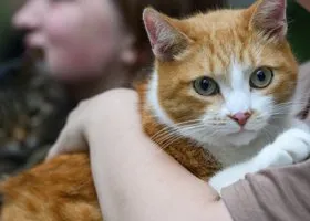 В пермском Суксуне во время смерча пропали коты Жабрик и Василий