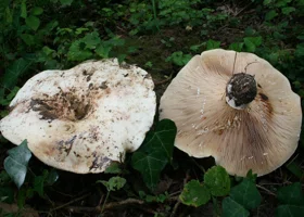 Челябинцы продолжают собирать ведра грибов, несмотря на холод