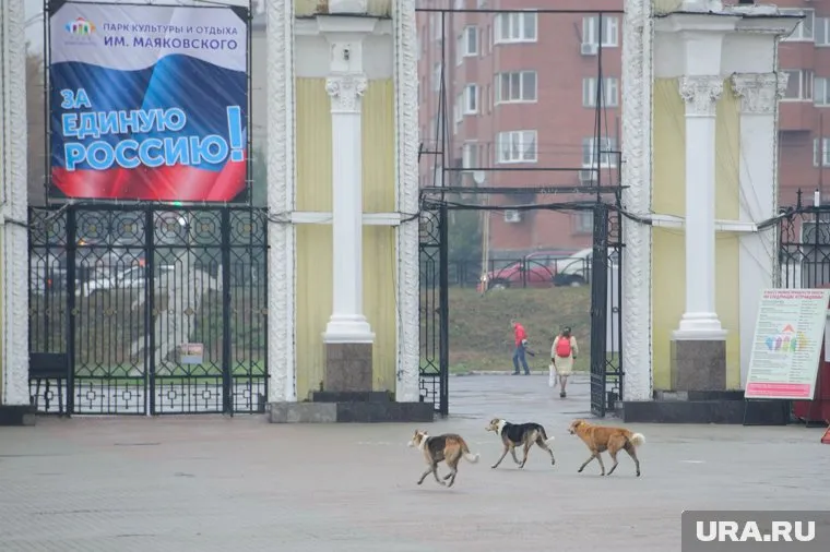 В ЦПКиО, где будет работать фан-зона ЧМ-2018, бегают стаи диких собак