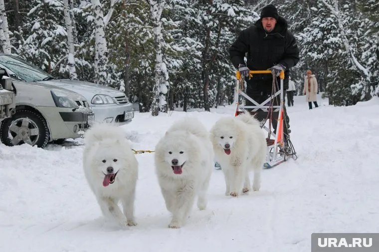Видео нападения стаффорда на самоеда (на фото) появилось 6 марта