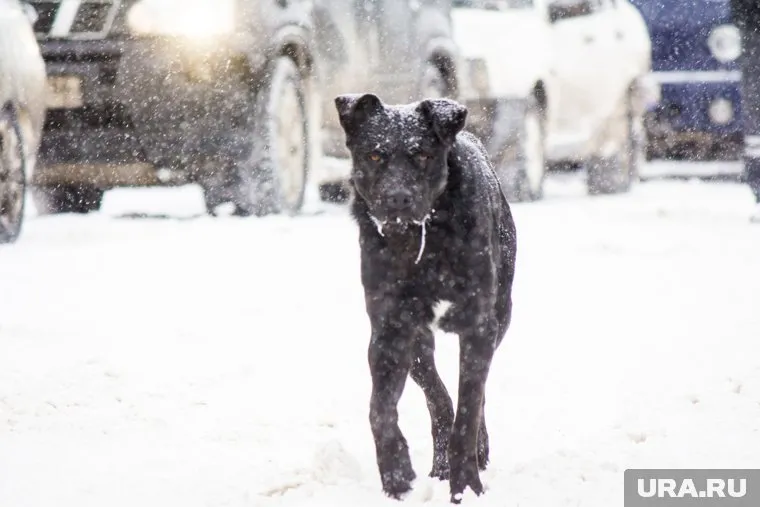 В Нягани ветеринары обнаружили вирус бешенства у собаки (фото из архива)