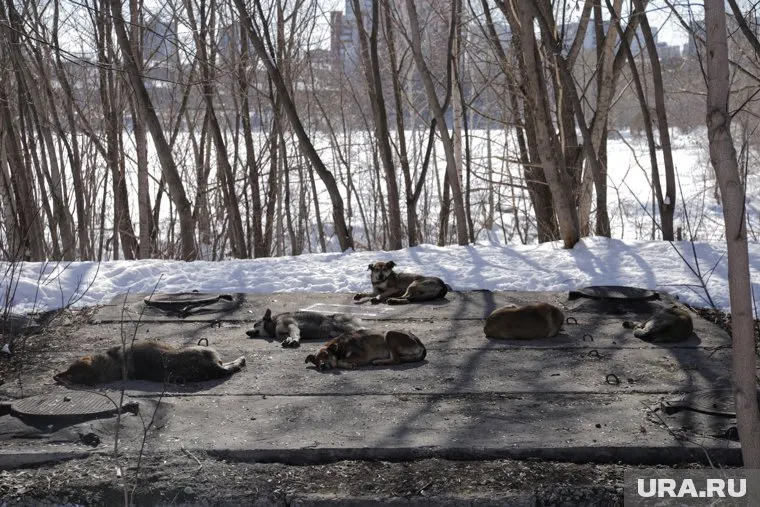 Безнадзорные собаки держат в страхе жителей городов (архивное фото)