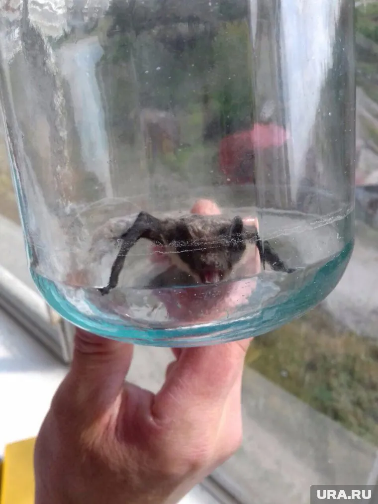 Поймана новая мышь - скоро ее выпустят на волю