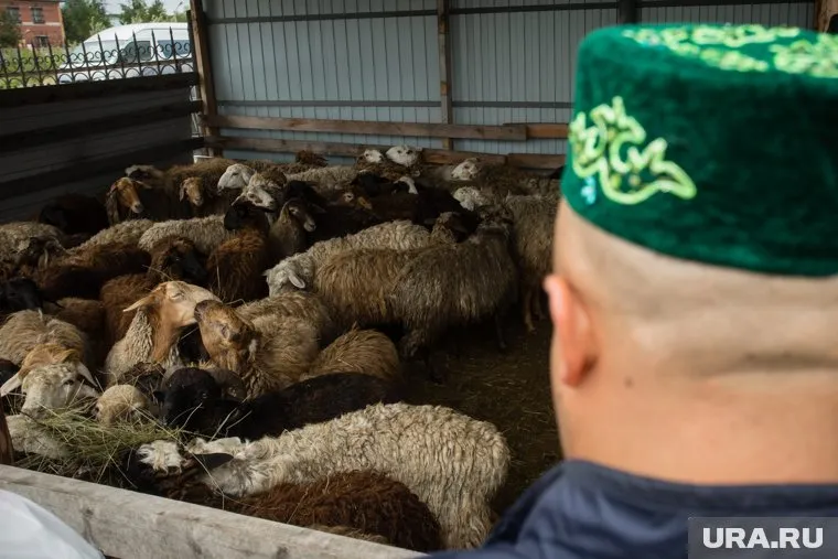 Туша в среднем выйдет на 30 тысяч рублей