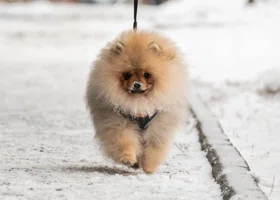 У жительницы Сургута умер питомец после посещения популярного груминг-салона