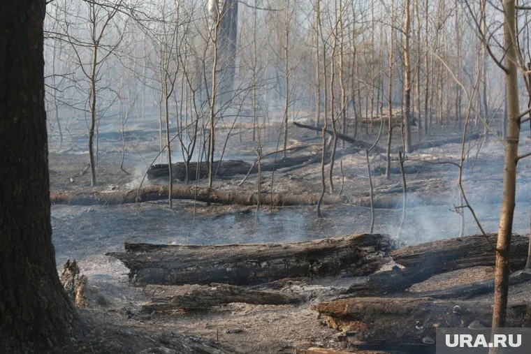 Площадь пожара возле Калиновского лесопарка и Пышминского леса составила 50 квадратных метров