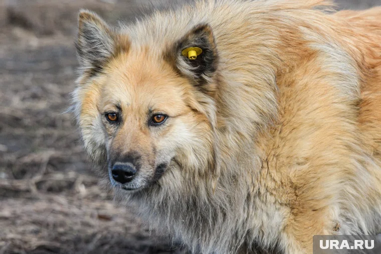 В Приуральском районе собака укусила трехлетнюю девочку за лицо