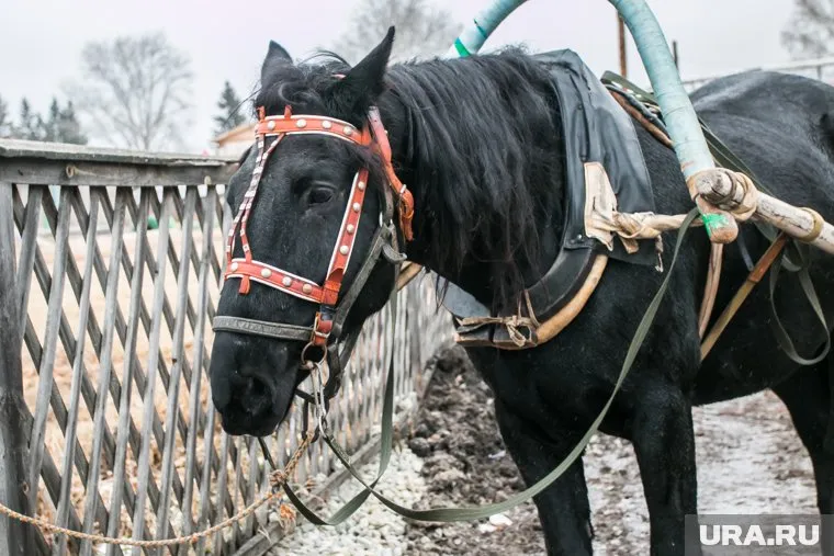 Извозчик выплатил семье компенсацию морального о вреда (архивное фото)