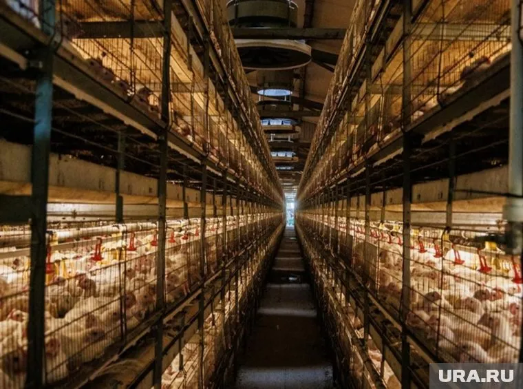 Фабрика построит два новых птичника