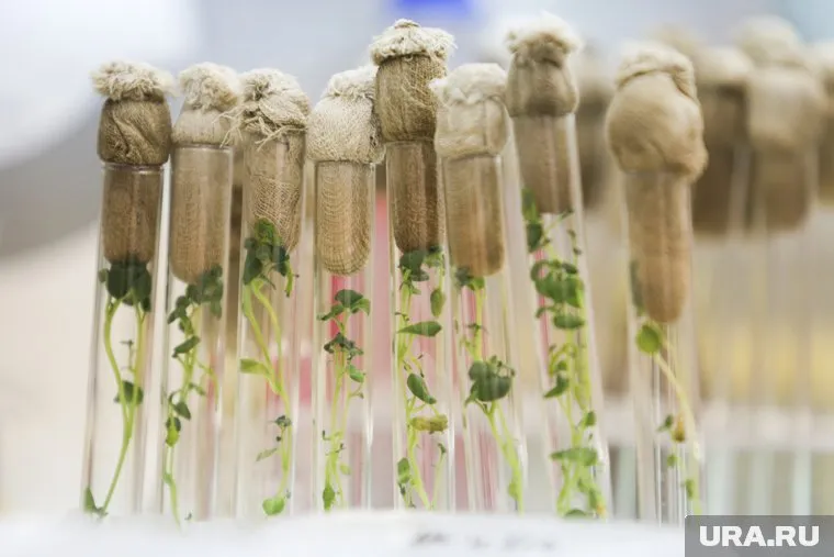 ГМО-деревья могут расти на 50% быстрее