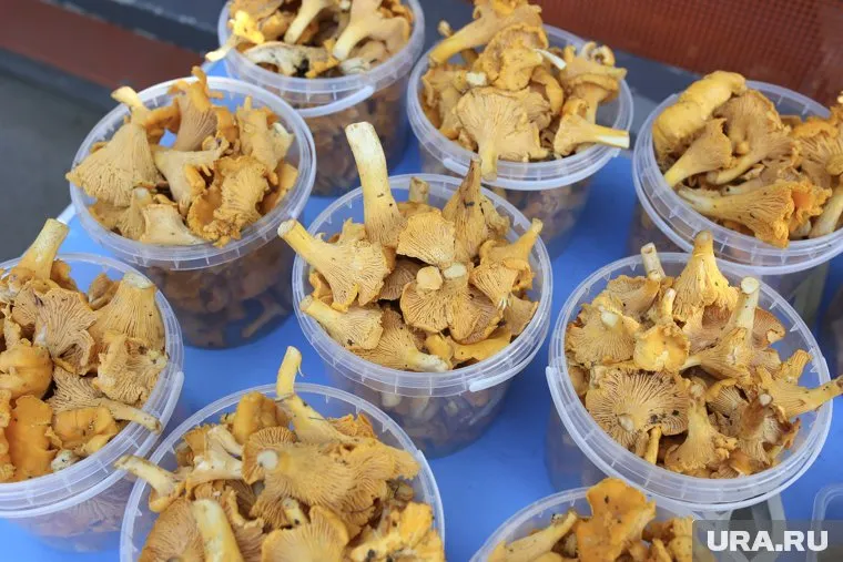 Грибы собирают жители