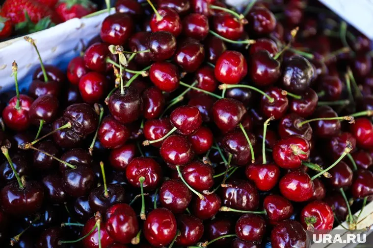 Девочки решили сорвать черешню с дерева, которое росло за двором частного дома