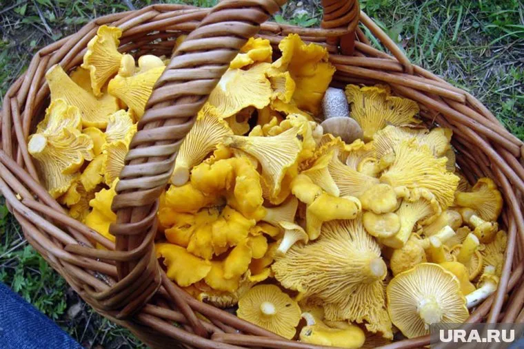 Грибники знают, что лисички не бывают червивыми