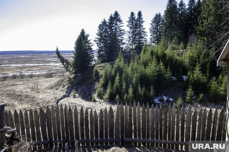 В лесу в Курганской области был найден ребенок