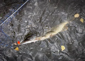 Почему в Курганской области нет платной рыбалки