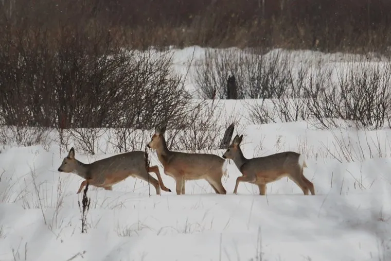 Косули. Кетовский район. Курган