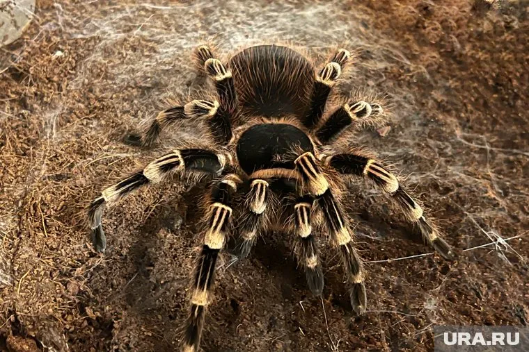 на выставке представлены экзотические животные 