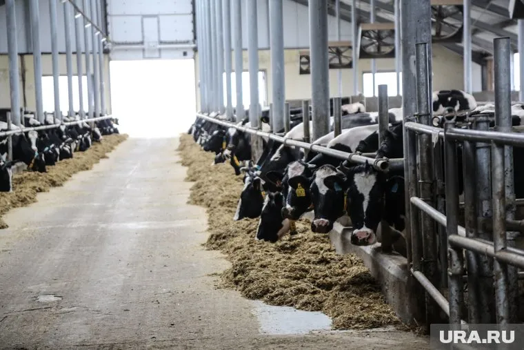 Утилизацией туш погибших животных должна заниматься специализированная компания