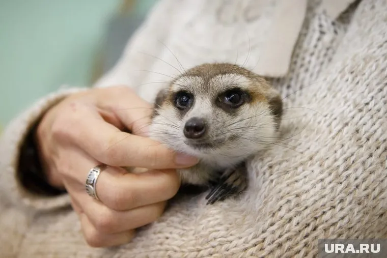 По словам хозяев, пермский сурикат следил за ЧМ по футболу (архивное фото)